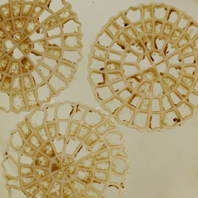 Super Dekarboryzacja MBBR Oczyszczanie wody Płynący filtr 25 mm x 4 mm